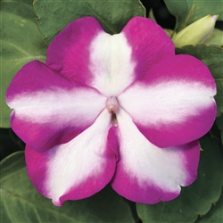 Impatiens Accent Violet Star
