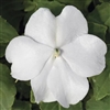 Impatiens Accent White