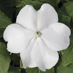 Impatiens Accent White