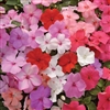 Impatiens Balance Mix