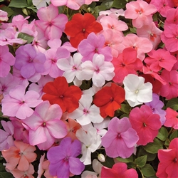 Impatiens Balance Mix