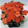 Impatiens Balance Orange