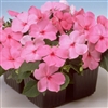 Impatiens Balance Pink