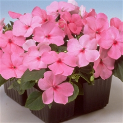 Impatiens Balance Pink