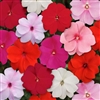 Impatiens Balance Pastel Mix