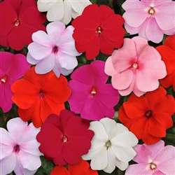 Impatiens Balance Pastel Mix