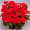 Impatiens Balance Red