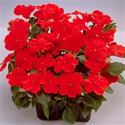 Impatiens Balance Red