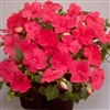 Impatiens Balance Rose