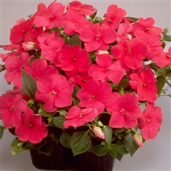 Impatiens Balance Rose