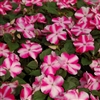 Impatiens Balance Rose Star