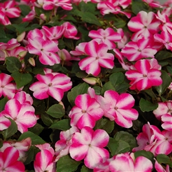 Impatiens Balance Rose Star