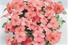 Impatiens Balance Salmon