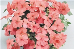 Impatiens Balance Salmon