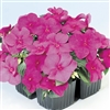 Impatiens Balance Violet