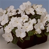 Impatiens Balance White