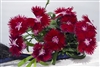 Dianthus Supra Crimson