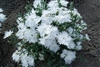 Dianthus Supra White