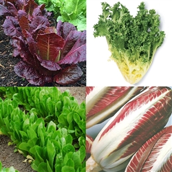 Lettuce Tuscan Blend