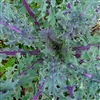 Kale Red Russian