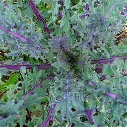 Kale Red Russian