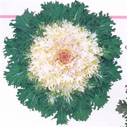 Kale Coral Prince_disc