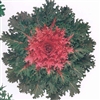 Kale Coral Queen