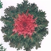 Kale Coral Queen_disc