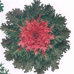 Kale Coral Queen_disc