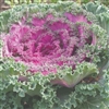 Kale Kamome Red (Fringed)