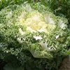 Kale Kamome White (Fringed)