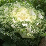 Kale Kamome White (Fringed)