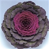 Kale Pigeon Purple (Round)