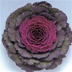 Kale Pigeon Purple (Round)