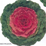 Kale Pigeon Red (Round)