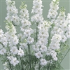 Larkspur Cannes White