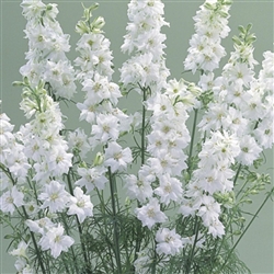 Larkspur Cannes White