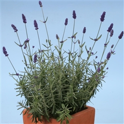 Lavender Hidcote