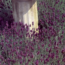 Lavender Munstead