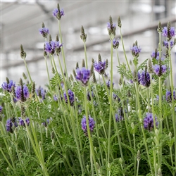Lavender Torch Blue
