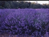 Lavender True Lavender