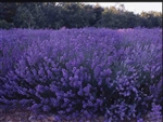 Lavender True Lavender