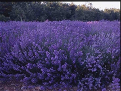 Lavender True Lavender