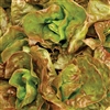 Lettuce Mignonette Brown Pelle