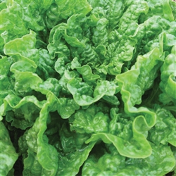 Lettuce Mignonette GreenPel