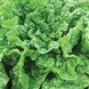 Lettuce Mignonette Green