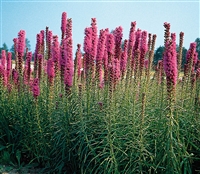 Liatris Floristan Violet