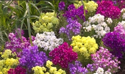 Linaria Fantasy Bright Mix