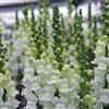 Antirrhinum Opus Fresh White III/IV