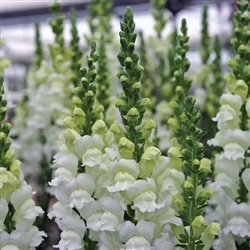 Antirrhinum Opus Fresh White III/IV